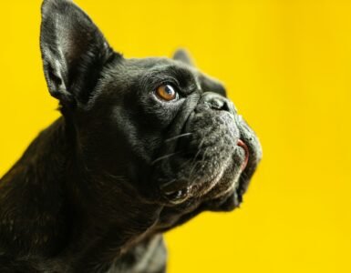 Waarom Een Hondenverzekering Afsluiten? Alles Wat Je Moet Weten 7 hondenverzekering